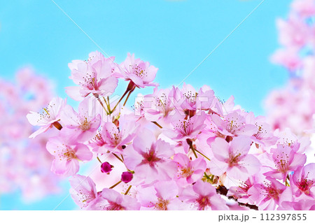 青空を背景にした河津桜　満開の河津桜　早咲きの桜　イメージ素材　春のイメージ　背景素材 112397855