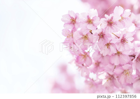 青空を背景にした河津桜　満開の河津桜　早咲きの桜　イメージ素材　春のイメージ　背景素材 112397856