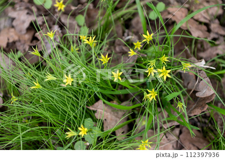 Yellow Gagea flowers blooming among green grass and fallen leaves. Yellow Gagea flowers blooming among green grass and fallen leaves. 112397936