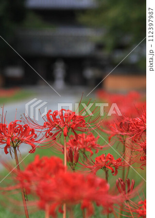 彼岸花咲く秋の戒壇院 彼岸花咲く秋の戒壇院 112397987