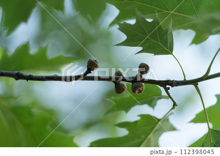 Red oak leaves closeup in summer 112398045
