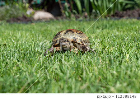 Land tortoise crawling on the grass lawn during the day under the sun Land tortoise crawling on the grass lawn during the day under the sun 112398148