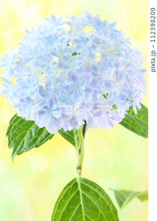 水色のアジサイ　万華鏡　青のグラデーションが綺麗な花　明るい黄色系の背景 112398209