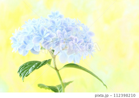 水色のアジサイ 万華鏡 青のグラデーションが綺麗な花 明るい黄色系の背景 水色のアジサイ 万華鏡 青のグラデーションが綺麗な花 明るい黄色系の背景 112398210