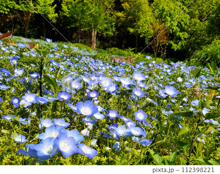 一面ネモフィラ 112398221