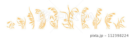 Oat spike collection Vector farm field Rustic seed 112398224