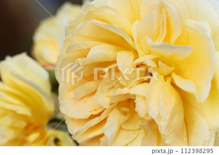 黄色系の薔薇の花 多くの花弁 クローズアップ 黄色系の薔薇の花 多くの花弁 クローズアップ 112398295