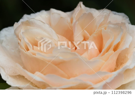 黄色系の薔薇の花 多くの花弁 クローズアップ 黄色系の薔薇の花 多くの花弁 クローズアップ 112398296
