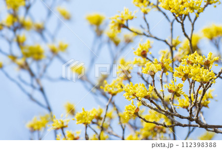 早春に咲く黄色い山茱萸（サンシュユ）の花 112398388