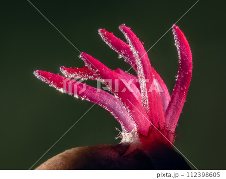 Closeup of a Corylus avellana, the Common Hazel.  112398605