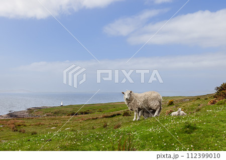 Sheep and lamb graze on Highland coast, Scotland, with lighthouse and distant islands 112399010