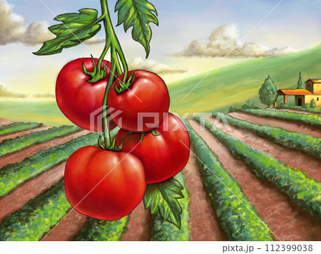 Tomato field 112399038