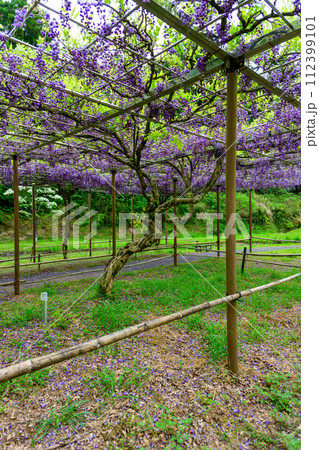 うららかな春の新緑森に映える八重黒竜藤　(鹿央古代の森交流施設「里やま」)山鹿市 112399101