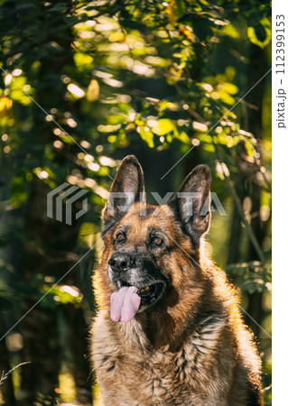 Alsatian Wolf Dog Sitting In Green Summer Park forest. Brown German Shepherd Dog Close Up Portrait. German Shepherd, a carnivorous dog breed portrait tongue. 112399153