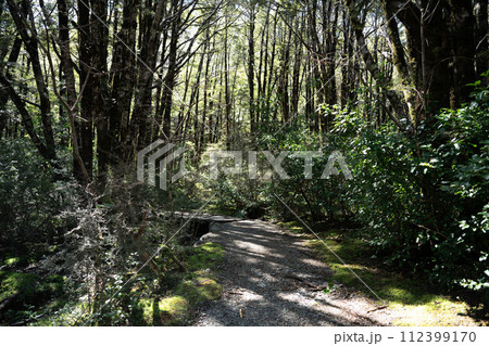 アーサーズパス国立公園1 112399170