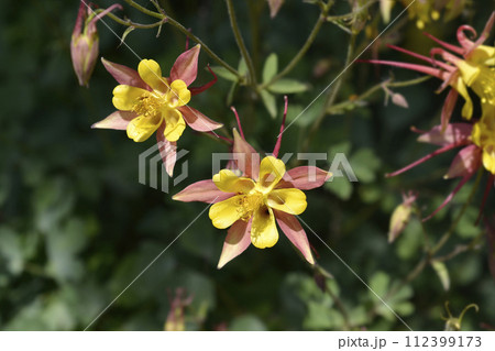 Columbine Swan Pink and Yellow Columbine Swan Pink and Yellow 112399173