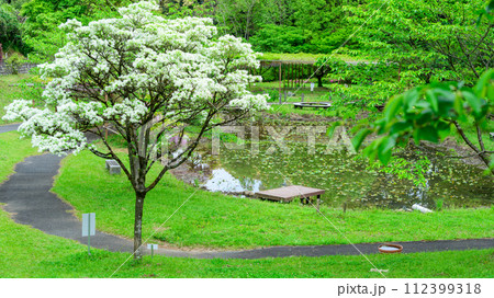 うららかな春の新緑森に映えるヒトツバタゴと池　(鹿央古代の森交流施設「里やま」)山鹿市 112399318