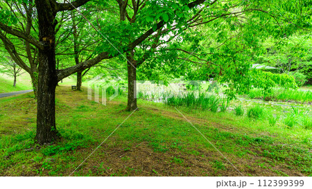 うららかな春日和に映える新緑森風景　(鹿央古代の森交流施設「里やま」)山鹿市 112399399
