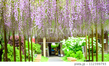 うららかな春の新緑森に映える長藤の花　(鹿央古代の森交流施設「里やま」)山鹿市 112399793
