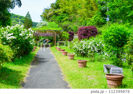 うららかな春の新緑森に映える長藤の花周辺風景 (鹿央古代の森交流施設「里やま」)山鹿市 うららかな春の新緑森に映える長藤の花周辺風景 (鹿央古代の森交流施設「里やま」)山鹿市 112399878