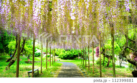うららかな春の新緑森に映える長藤の花 (鹿央古代の森交流施設「里やま」)山鹿市 うららかな春の新緑森に映える長藤の花 (鹿央古代の森交流施設「里やま」)山鹿市 112399881