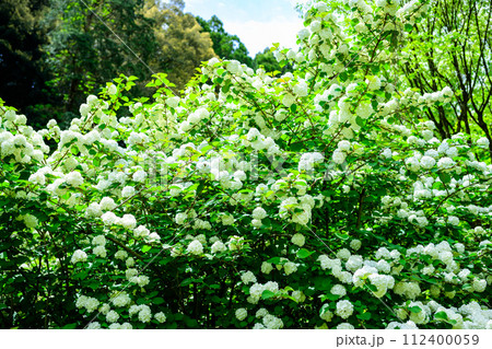 うららかな春の新緑森に映えるオオデマリの花　(鹿央古代の森交流施設「里やま」)山鹿市 112400059