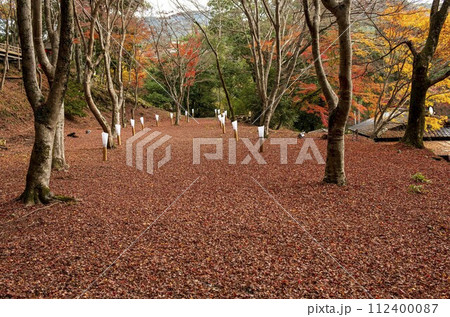 落ち葉の長い路 落ち葉の長い路 112400087