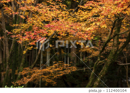 紅葉した森 紅葉した森 112400104