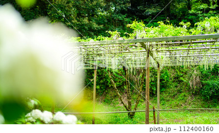 うららかな春の新緑森に映える白野田藤の花 (鹿央古代の森交流施設「里やま」)山鹿市 うららかな春の新緑森に映える白野田藤の花 (鹿央古代の森交流施設「里やま」)山鹿市 112400160