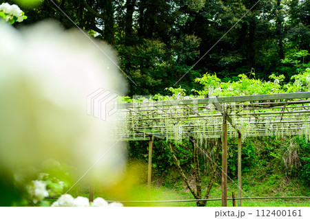 うららかな春の新緑森に映える白野田藤の花 (鹿央古代の森交流施設「里やま」)山鹿市 うららかな春の新緑森に映える白野田藤の花 (鹿央古代の森交流施設「里やま」)山鹿市 112400161