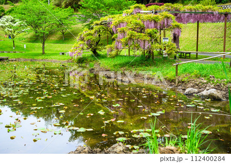 うららかな春の新緑森に映える池周辺風景と本紅藤の花 (鹿央古代の森交流施設「里やま」)山鹿市 うららかな春の新緑森に映える池周辺風景と本紅藤の花 (鹿央古代の森交流施設「里やま」)山鹿市 112400284