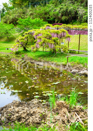 うららかな春の新緑森に映える池周辺風景と本紅藤の花　(鹿央古代の森交流施設「里やま」)山鹿市 112400285