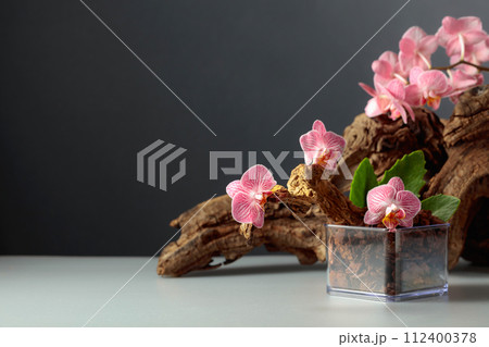 Pink orchid in a transparent pot with substrate. 112400378
