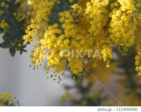 美しいミモザの花、クローズアップ 美しいミモザの花、クローズアップ 112400480
