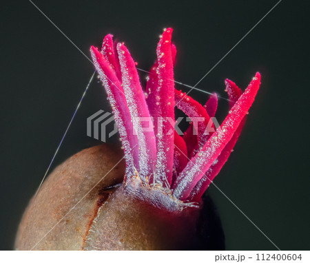 Closeup of a Corylus avellana, the Common Hazel.  112400604