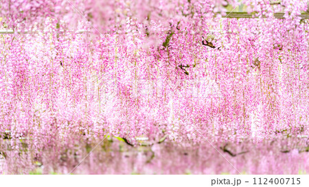 うららかな春の新緑光芒に映える本紅藤の花(クローズアップ)　(鹿央古代の森交流施設「里やま」)山鹿市 112400715