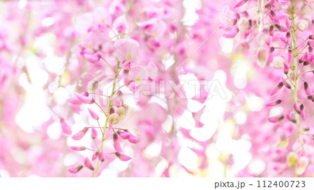 うららかな春の新緑光芒に映える本紅藤の花(クローズアップ) (鹿央古代の森交流施設「里やま」)山鹿市 うららかな春の新緑光芒に映える本紅藤の花(クローズアップ) (鹿央古代の森交流施設「里やま」)山鹿市 112400723