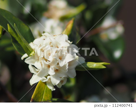 白いジンチョウゲの花 112400741