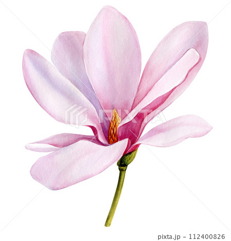 Watercolor magnolia flower. Beautiful pink spring magnolia flower isolated white. flora Watercolor Botanical painting 112400826