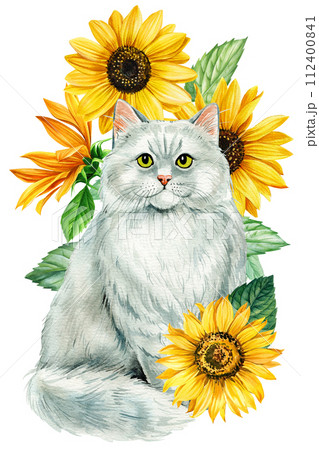 cat and Sunflower isolated on white background. painting Watercolor hand drawing bright color poster. Animal and flower cat and Sunflower isolated on white background. painting Watercolor hand drawing bright color poster. Animal and flower 112400841