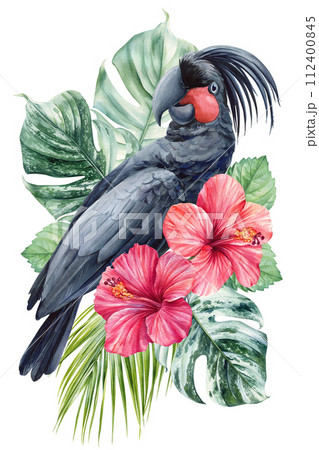 Black parrot, flowers and palm leaves. Hibiscus, cockatoo isolated white background. Watercolor hand drawing painting 112400845