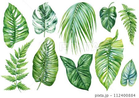 Jungle botanical watercolor illustrations, floral elements. monstera, fern, palm leaves and plant. Tropical leaves set Jungle botanical watercolor illustrations, floral elements. monstera, fern, palm leaves and plant. Tropical leaves set 112400884