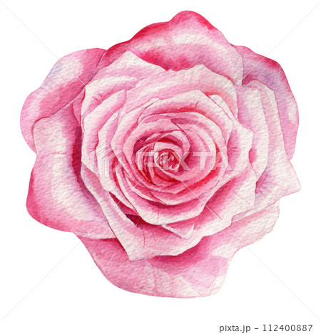 Watercolor rose. Beautiful pink spring flower and leaves isolated background. Watercolor hand drawing Botanical painting 112400887