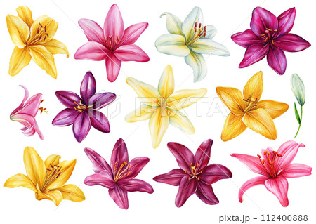 Set Lilies, Summer multi-colored flowers isolated on white background. Watercolor hand drawing Botanical painting flora 112400888