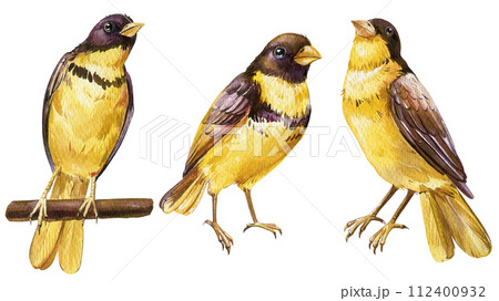 Set yellow birds illustration. Watercolor forest bird isolated background. Botanical painting Emberiza aureola wildlife 112400932