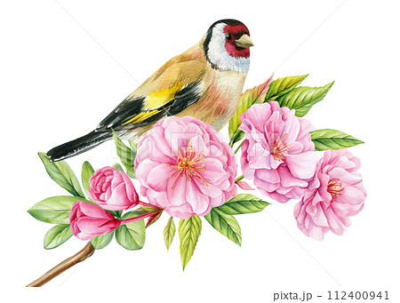 Bird on sakura branch, isolated white background, watercolor painting hand drawing. Goldfinch and pink cherry flowers 112400941