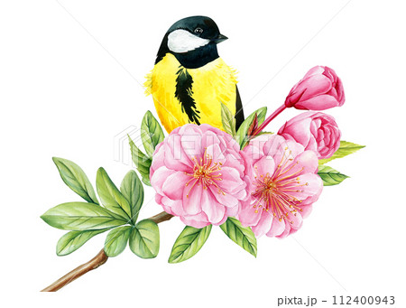 Yellow Bird on sakura branch on isolated background, watercolor illustration, hand drawing. Spring pink flowers, tit 112400943