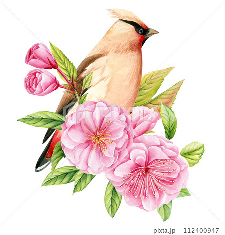 Bird on a branch of sakura on isolated white background, waxwing watercolor painting illustration. Spring pink flowers 112400947