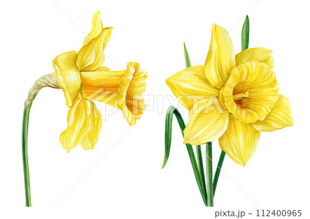 Hand painted Narcissus spring yellow flower isolated background. Botanical painting. Lush Watercolor flowers daffodils 112400965