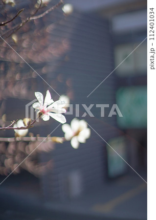 モクレン モクレン 112401034